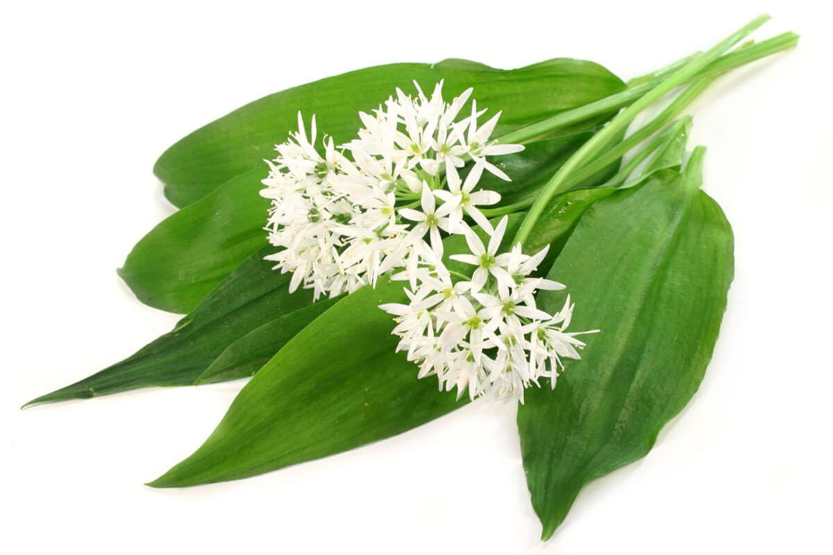 Wild Garlic