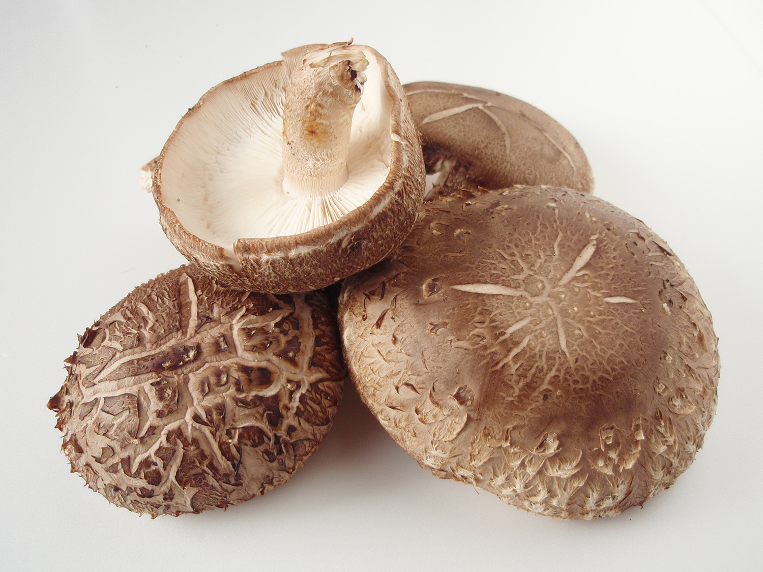 Shiitake mushroom