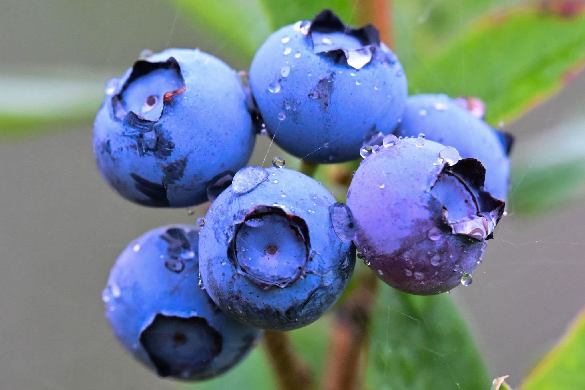 Bilberry