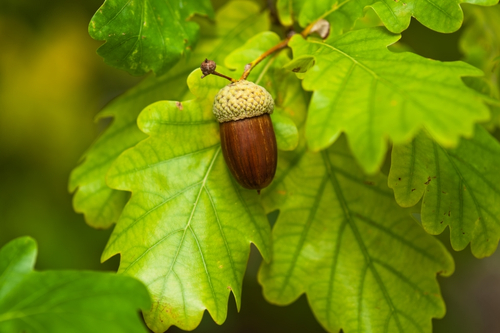 Oak