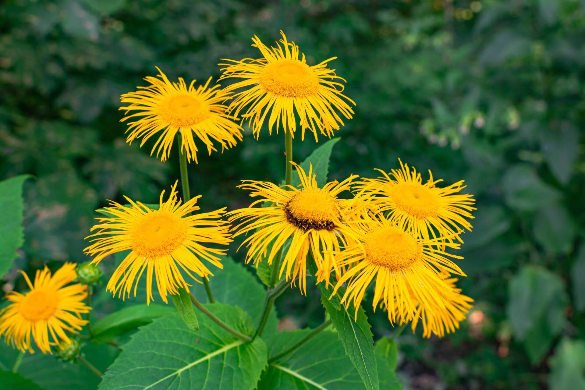 Elecampane