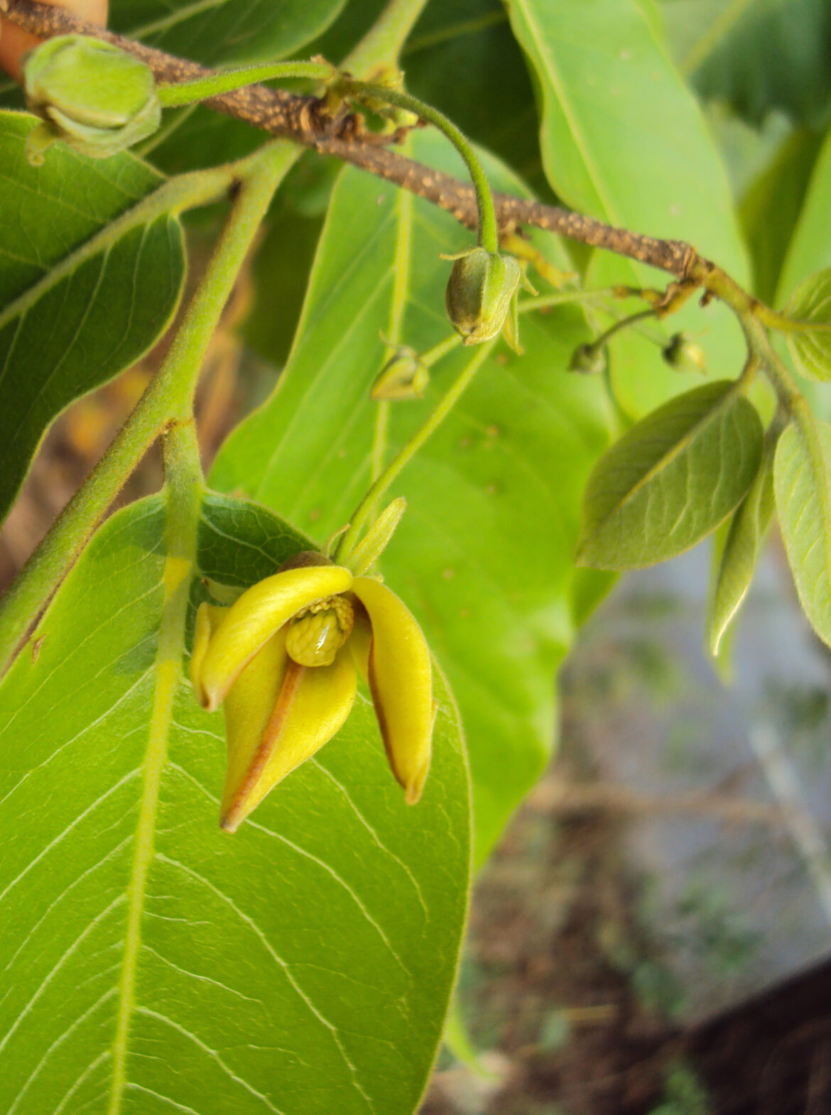 Cat's Claw