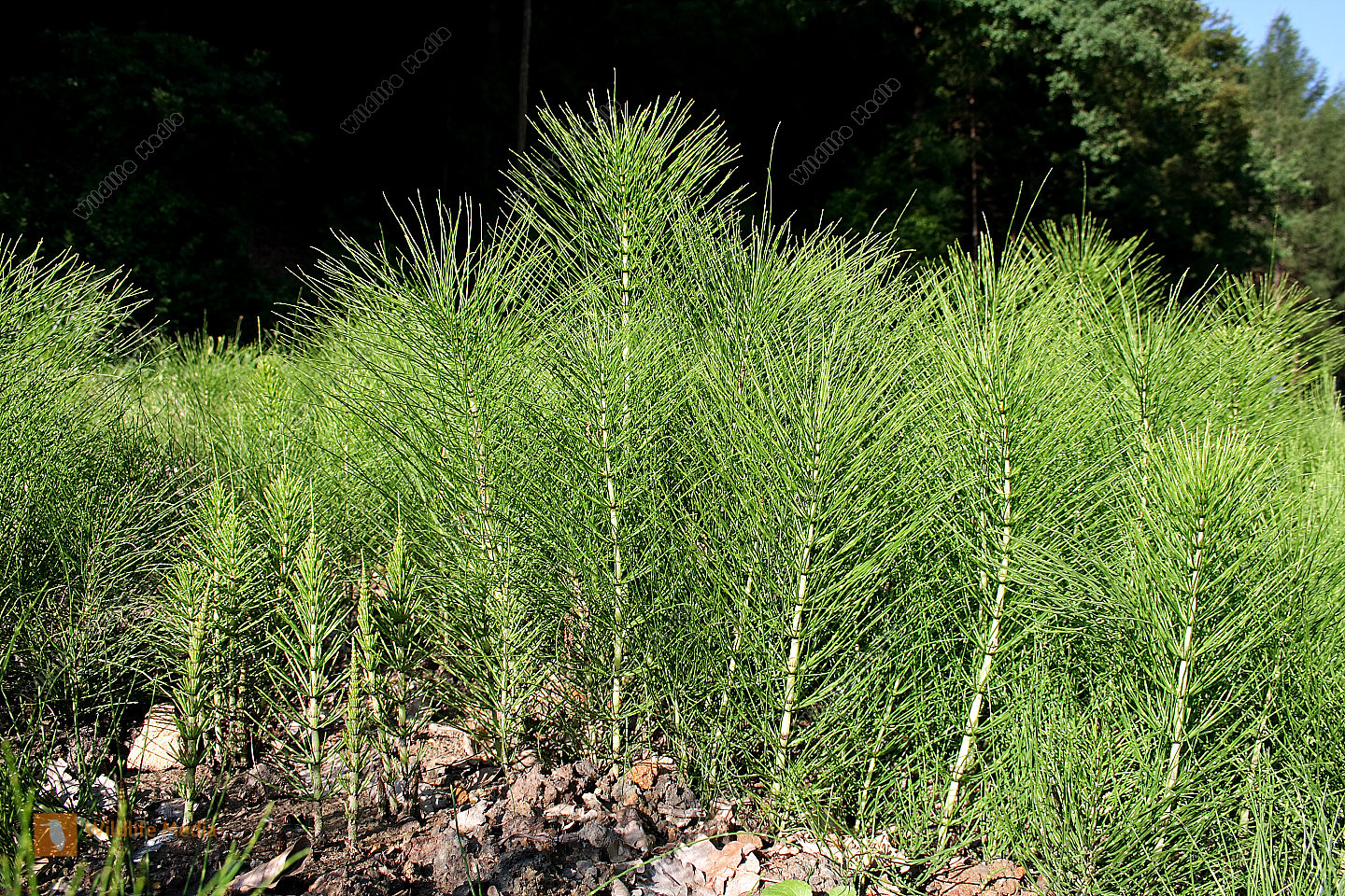 Field Horsetail