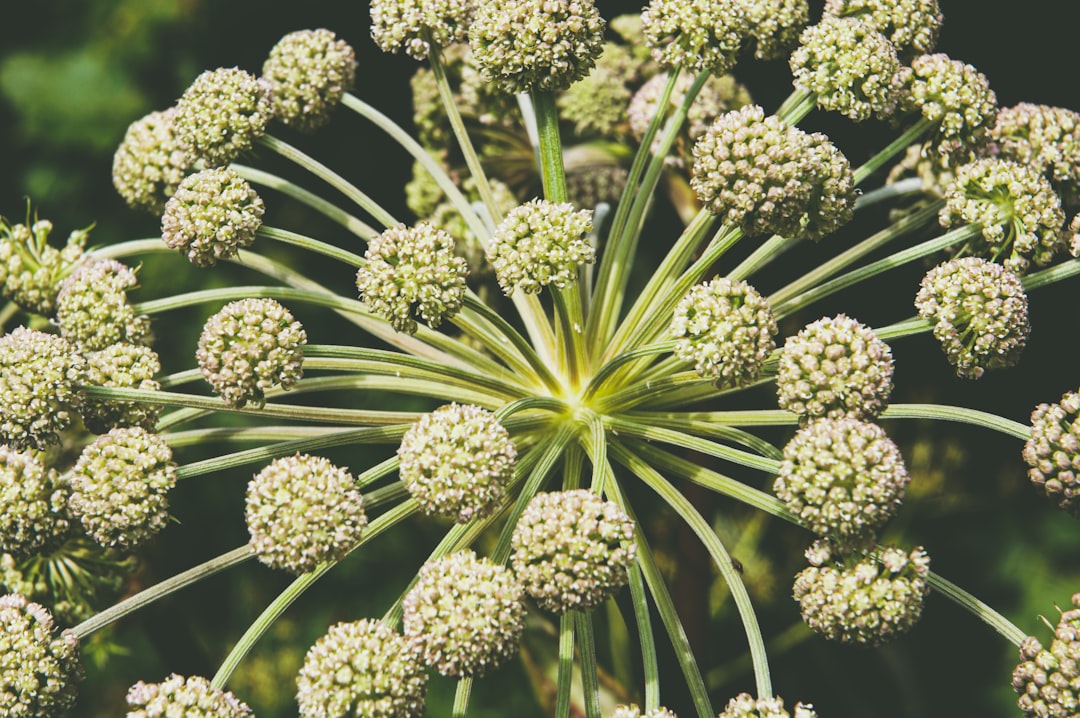 Angelica