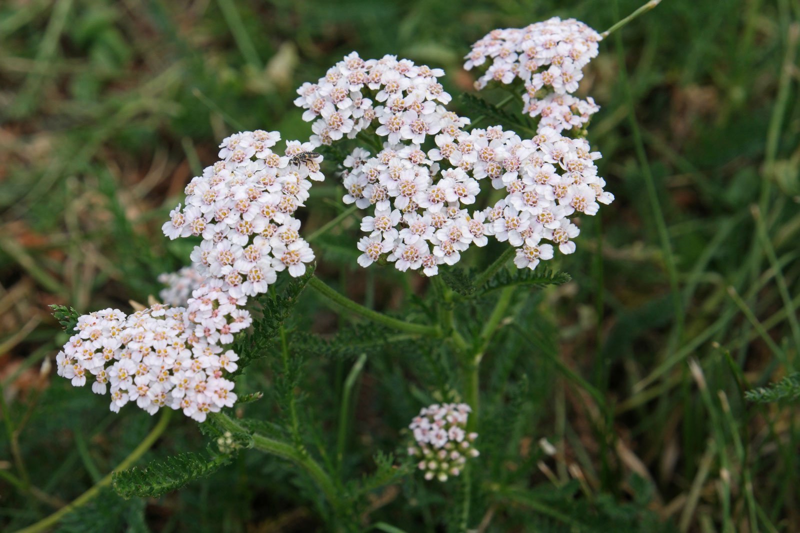Yarrow