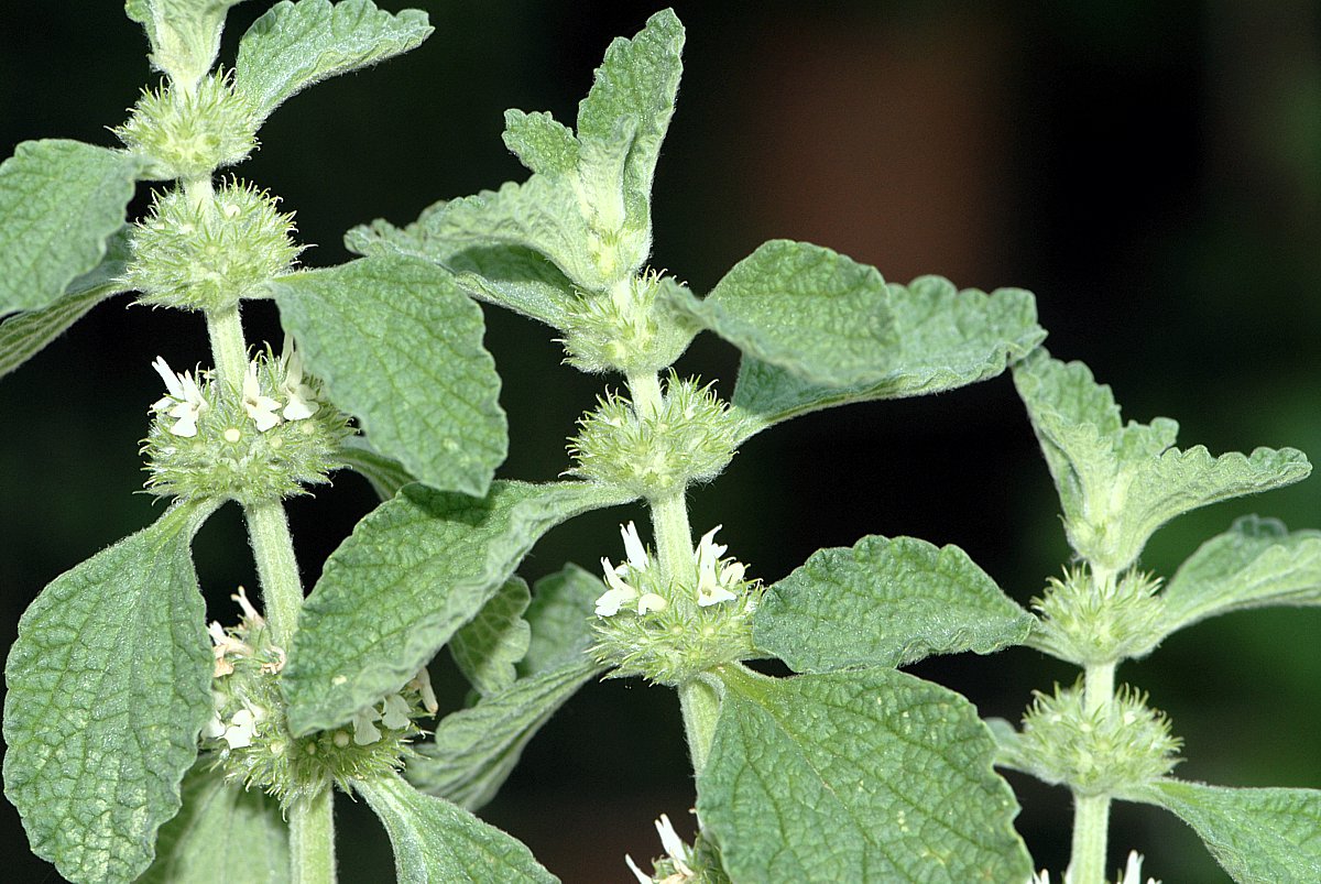 White Horehound