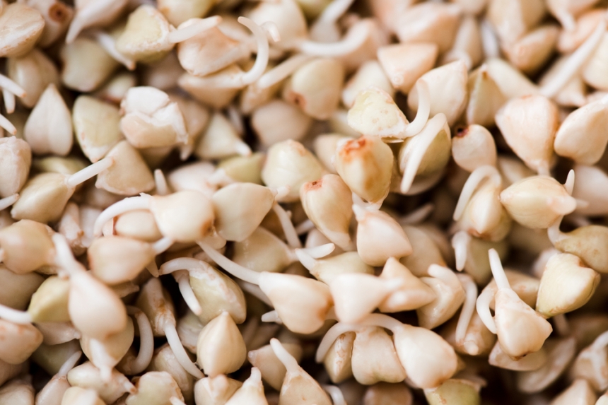 Buckwheat Sprouts