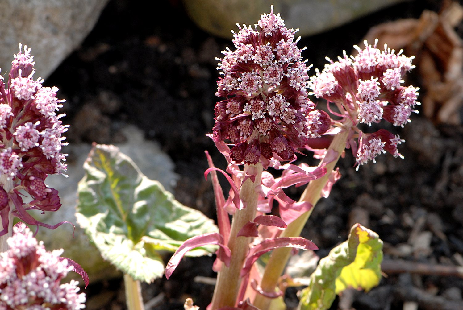 Butterbur