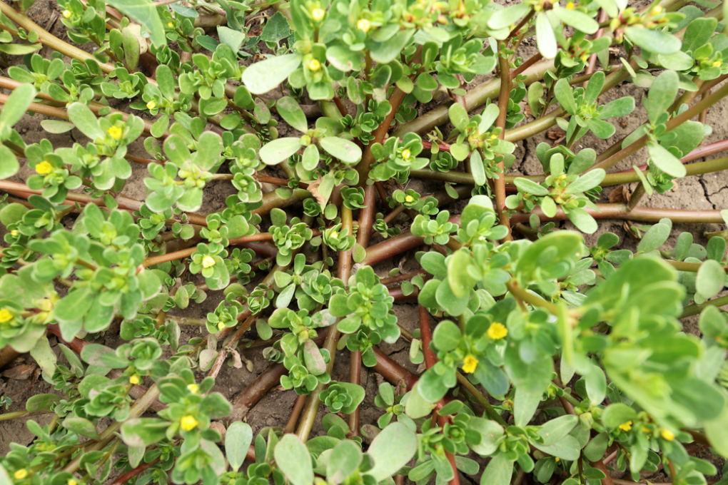 Purslane