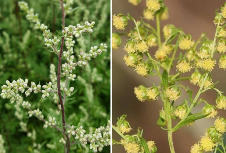 Sweet Wormwood