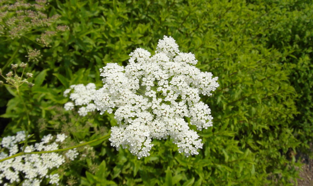 Anise