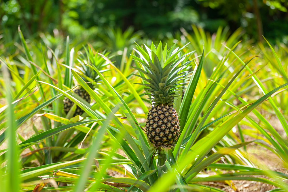 Pineapple