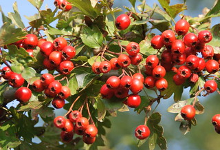 Hawthorn