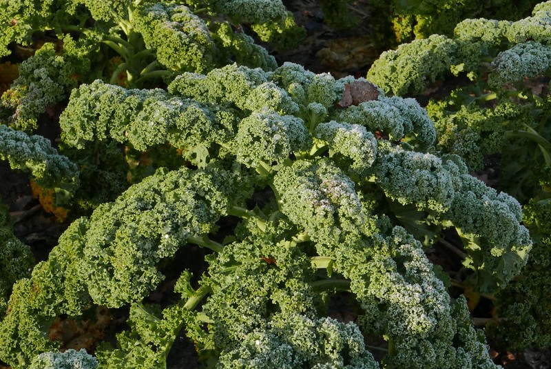 Kale